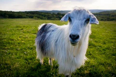 Goat looking to a camera in a field Stock-Fotos
