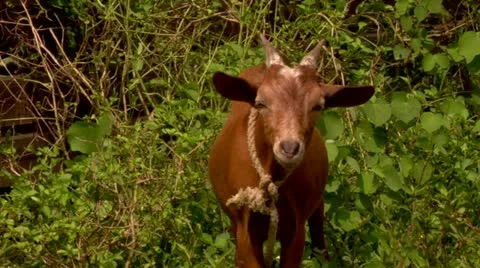 Goat looking into camera Stock Footage 22157273