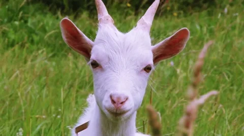Goat looking at the camera Stock Footage 40642113