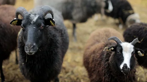 A goat is looking into the camera Stock Footage 57769217