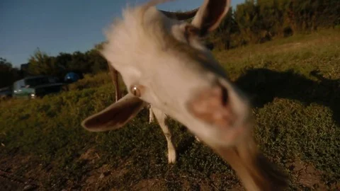 Goat Looking at Camera 스톡 동영상 74395688