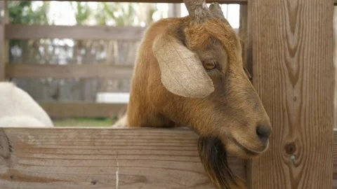 A goat looking at the camera Stock Footage 155400758