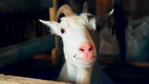 Goat looking at the camera Stock-Footage 169054331