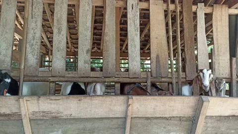 Goat looking at the camera Stock Footage 235962458