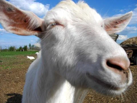 Goat looking to a camera Stock Photos