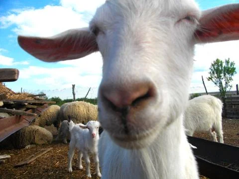 Goat looking to a camera Stock Photos