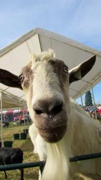 Goat looking at camera Stock Photos