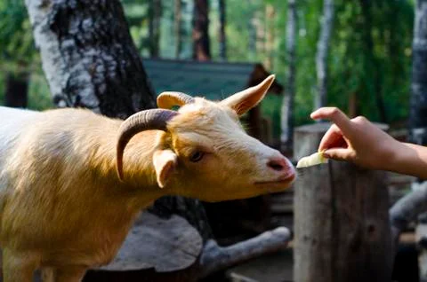 The goat is looking at the camera. Stock Photos