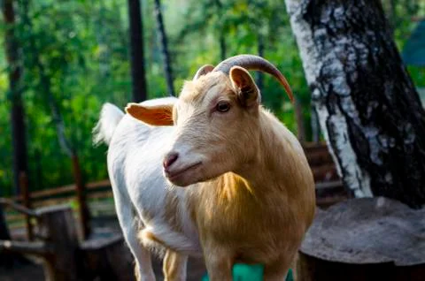 The goat is looking at the camera. Stock Photos