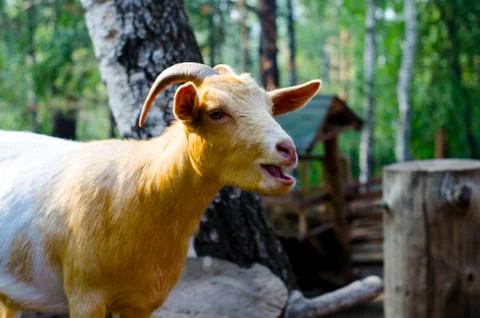 The goat is looking at the camera. Stock Photos