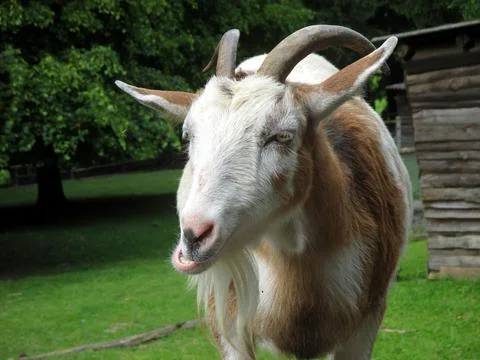 Goat is looking into the camera Stock Photos