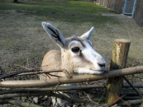 Goat is looking into the camera Stock Photos