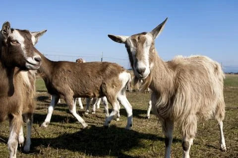 Goat looking at camera. Stock Photos