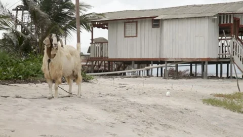 Goat looking at camera standing next to wooden stilt house, Brazil. Stock Footage 253782002