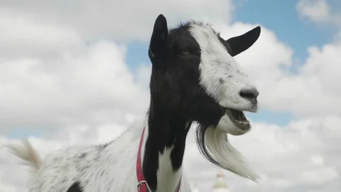 Goat Looking at Camera then Turning and Chewing Against Blue Sky with Clouds. 動画素材 113121887