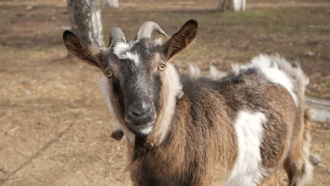 Goat Looking At The Camera In The Village. Stock Footage 138695133