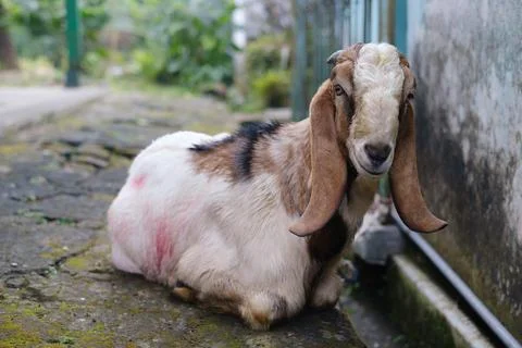 A goat is looking at the camera while sitting on the ground Stock Photos