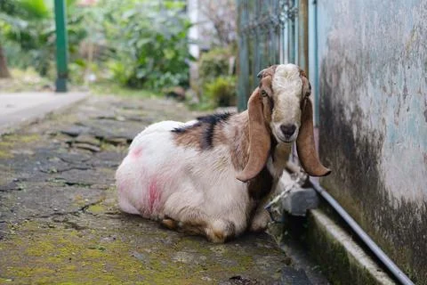 A goat is looking at the camera while sitting on the ground Stock Photos