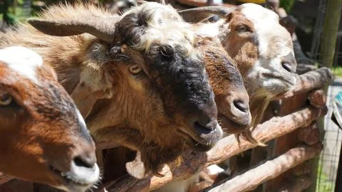 Goat looking at camera in zoo Stock Photos