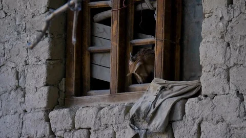 A goat looking out the window Vídeo Stock 127352857