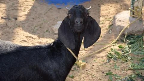 Goat Looking Foto stock