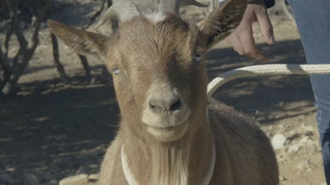 A goat is looking straight at the camera at the ranch. Stock Footage 105815029