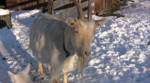 Goat looking suspicious Stock Footage 332181
