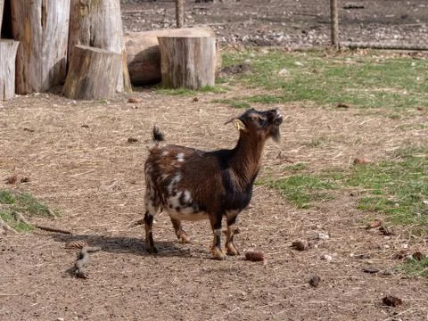 Goat is looking upside Foto stock