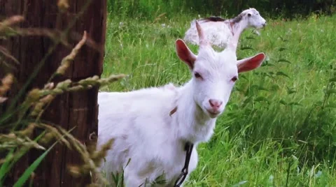Goat looking at you! Stock Footage 40641971