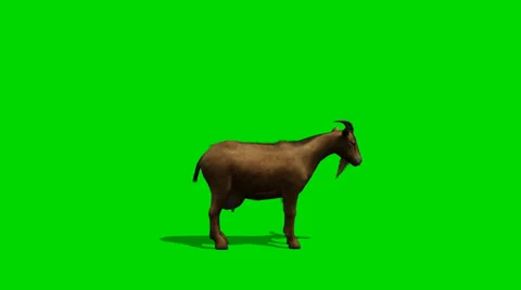 Goat looks around - separated on green screen Video stock 34016870
