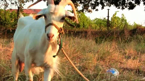 GOAT LOOKS TO CAMERA Video stock 11498475