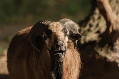 A goat looks into the camera Foto stock