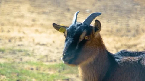 Goat Looks Into the Frame 動画素材 263309357