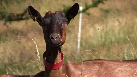 Goat looks towards the camera Stock Footage 77460955