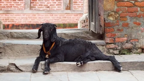 Goat lying in the door opening of the Bagh Bhairav temple in Kirtipur 스톡 동영상 211808389