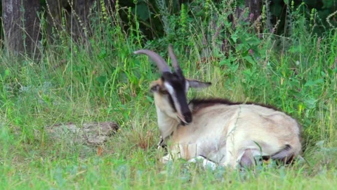 Goat lying in a field chewing grass and looks around. Copy space. Full shot Stock Footage 136206897