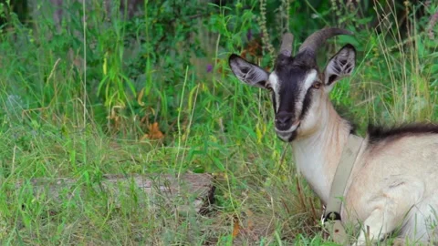 Goat lying in a field chewing grass and looks around. Copy space. Medium shot Stock Footage 137134103