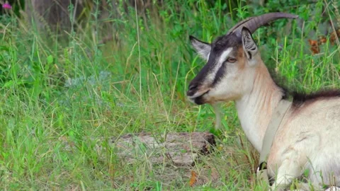 Goat lying in a field chewing grass and looks around. Copy space. Medium shot 動画素材 137970126