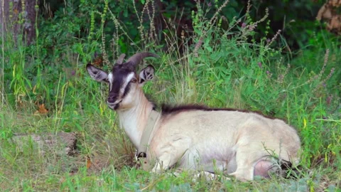 Goat lying in a field chewing grass and looks around. Copy space. Full shot Stock-Footage 138539661