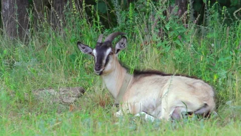 Goat lying in a field chewing grass and looks around. Copy space. Full shot Stock-Footage 138898518