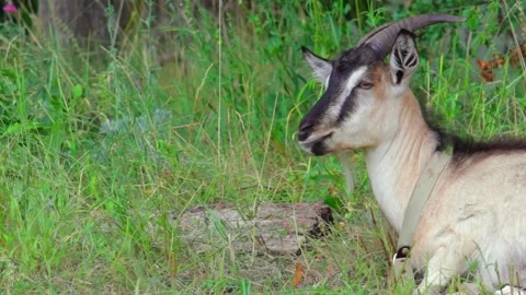 Goat lying in a field chewing grass and looks around. Copy space. Medium shot Stock-Footage 138898525