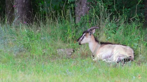 Goat lying in a field chewing grass and looks around. Copy space. Full shot Stock-Footage 138898532