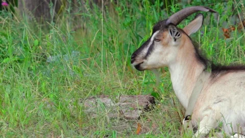 Goat lying in a field chewing grass and looks around. Copy space. Medium shot Stock-Footage 138899005