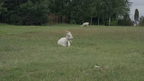 Goat lying on grass and chewing Stock Footage 215075083