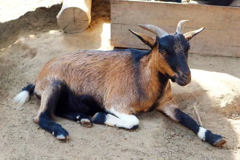 A Goat Lying On The Ground Stock Photos