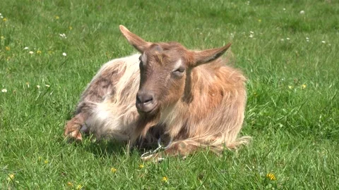 Goat lying at the meadow Stock Footage 283212755