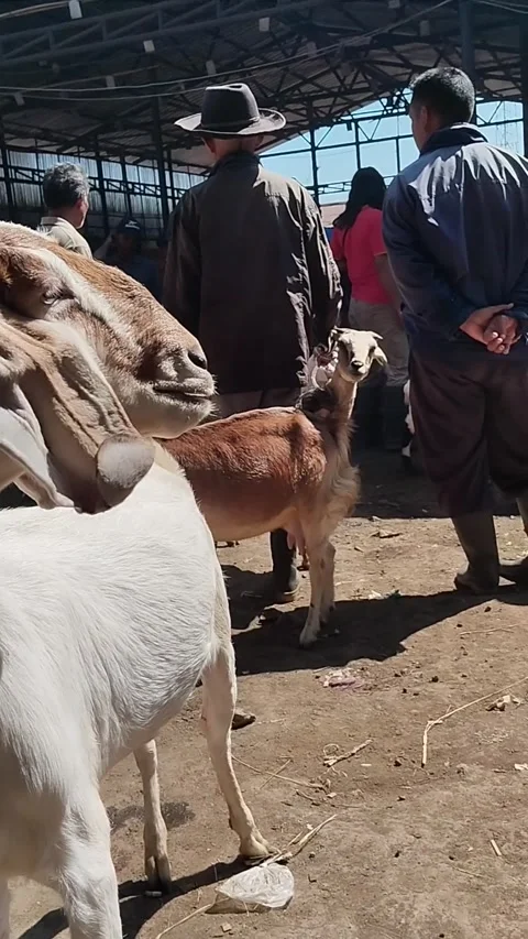 Goat market Stock Footage 279996827