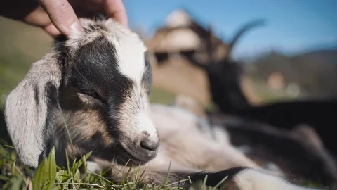 Goat massage on head Stock Footage 105499248