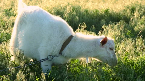 Goat on the meadow Stock Footage 50280778
