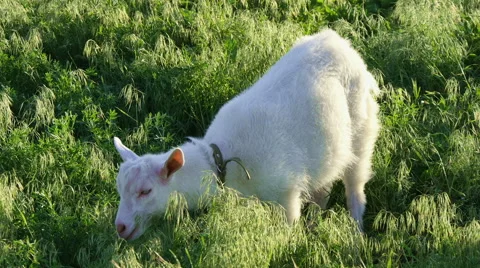 Goat on the meadow Stock Footage 50280798